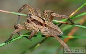 Пермские учёные: Ещё один редкий вид пауков на грани вымирания