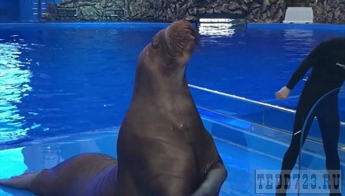 Бывшего главу Приморского океанариума будут судить за гибель двух моржей и дельфина